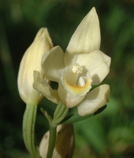 Cephalantera longifolia, C. damasonium